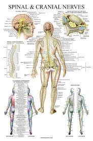26 Unique Spinal Nerves Anatomical Chart