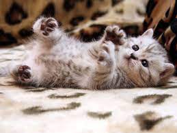 Cute Cat Wallpapers - Top Free Cute Cat ...