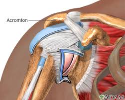 However, recent studies have shown that achilles tendon ruptures are rising in all age demographics up to the sixth decade of life as remaining active has become popularized around the world. Shoulder Pain Information Mount Sinai New York