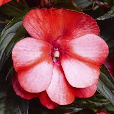 Flaccida.some horticulturists now place the entire group under the i. Sonic Sweet Red New Guinea Impatiens Plants For Sale Free Shipping