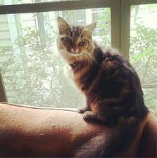 ferndale cat owner says craigslist