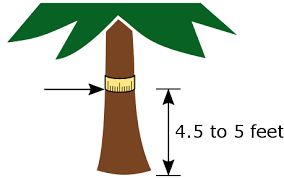 Estimating Tree Age Save Enatais Trees