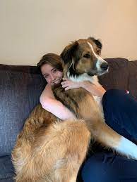 Berdoodle combines the typical traits of both its parents. My Golden Retriever St Bernard Mix Puppy Is Bigger At 1 Year Old Than My 23 Year Old Girlfriend Rarepuppers