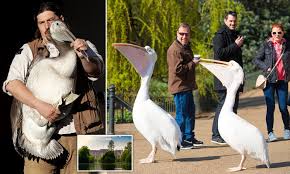 483 x 552 png 218 кб. Three Large Pelicans Are Taken On 17 Hour Road Trip From Prague To Their New Home In London Daily Mail Online