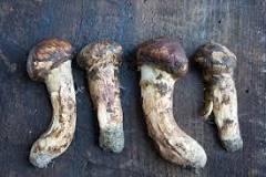 Matsutake Mushrooms: Everything You Need To Know