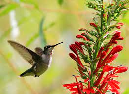 Attract Hummingbirds To Your Backyard