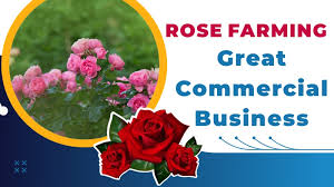 Rose Farming Great Commercial Business