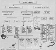 Classification Of Animals Vertebrates And Invertebrates