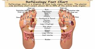 Foot Reflexology Chart Planter Dorsal Medial Lateral Map