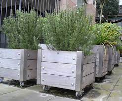 Mews Planters On Castors For Mobility