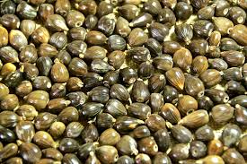 tear coix seeds hatomugi pearl barley