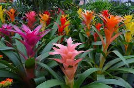 how to grow and care for bromeliad plants