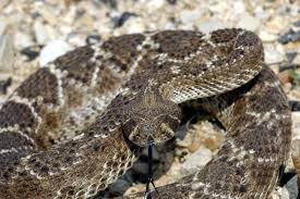 15 types of snakes in texas