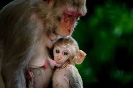 baby rhesus macaque monkey