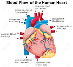 Diagram Showing Blood Flow In Human Heart Illustration