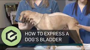 manually express your pet s bladder