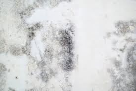 How To Get Rid Of Black Mold Naturally