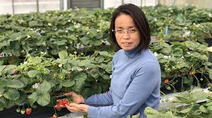 greenhouse strawberries