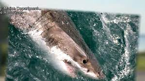 maine experts say shark s are