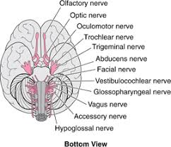 Overview Of The Cranial Nerves Brain Spinal Cord And