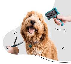 Search pet groomer to find your next pet groomer job near me. Friends With Fur Dog Grooming And Accessories Cannon Hill Qld