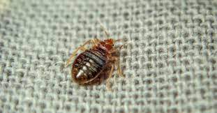What Kills Bed Bugs Instantly A Z