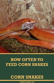 40 corn snakes ideas corn snake corn