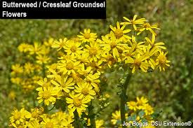 These flowers usually bloom in spring and set a hot trend in wedding bouquets. Butterweed Cressleaf Groundsel Beauty Is In The Eye Of The Beholder Bygl