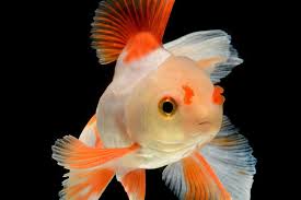 caresheet fancy goldfish carius
