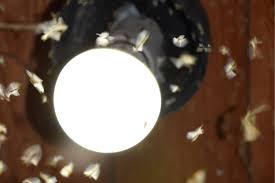 Do Solar Lights Attract Bugs Spheral