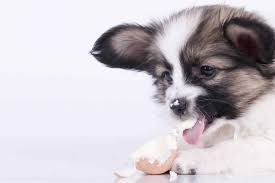 eggs and dogs nutritional benefits and