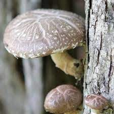 Heads Up Foodies Appalachian Forests Are Ideal For Growing Shiitake  gambar png