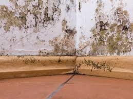 mold reation whitefish columbia