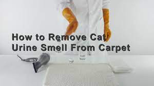 remove cat urine smell from carpet