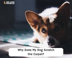 why does my dog scratch the carpet