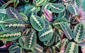 Calatheas are flowering plants named also prayer plants. Prayer Plant Care For New Owners Floraqueen