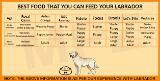 Labrador Puppies Food Chart In Hindi Dogs Breeds And