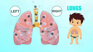 Image result for respiratory system kids
