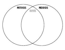 Mitosis Vs Meiosis Venn Diagram Mitosis Mitosis Vs