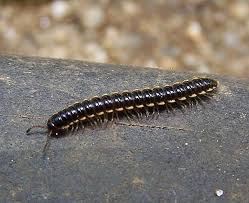 How Do I Get Rid Of Millipedes Rhode