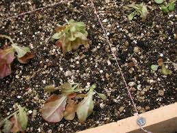 using peat moss in your garden sunday