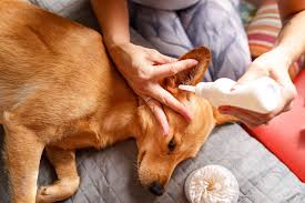 Fill the ear with cleaning solution to begin, tip your dog onto his side. How To Clean Your Dog S Ears Daily Paws