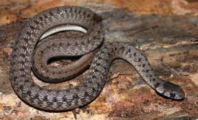Only six inches long, this snake was western earth snake (virginia valeriae elegans), found in southwestern third of the state. Species Profile Brown Snake Storeria Dekayi Srel Herpetology