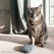 cat chew toy with catnip light grey