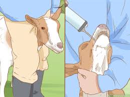 how to drench a goat 13 steps with