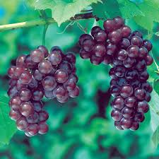 European grapes (vitis vinifera) are the old world species. Reliance Seedless Grape Grape Vines Stark Bro S