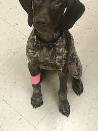 Wonderful hunting and family pets. German Shorthaired Pointer Puppies For Sale Norfolk Va 305347