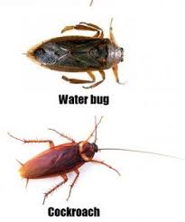That is, they have 3 life stages. Water Bugs Vs Cockroaches What Are The Main Differences Dead Pestz Control Pests The Easy Way Cockroaches Natural Insect Repellant Bugs