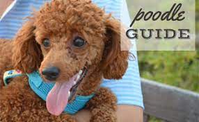 An extra pompom, just for brags, is trimmed above the hind. Poodle Guide Toy Miniature Standard Teacup Shedding Grooming Life Span More Caninejournal Com
