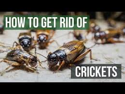 How To Get Rid Of Crickets 4 Easy